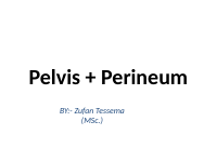 pelvis perineum.pptx